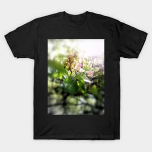 apple blossoms #5 T-Shirt